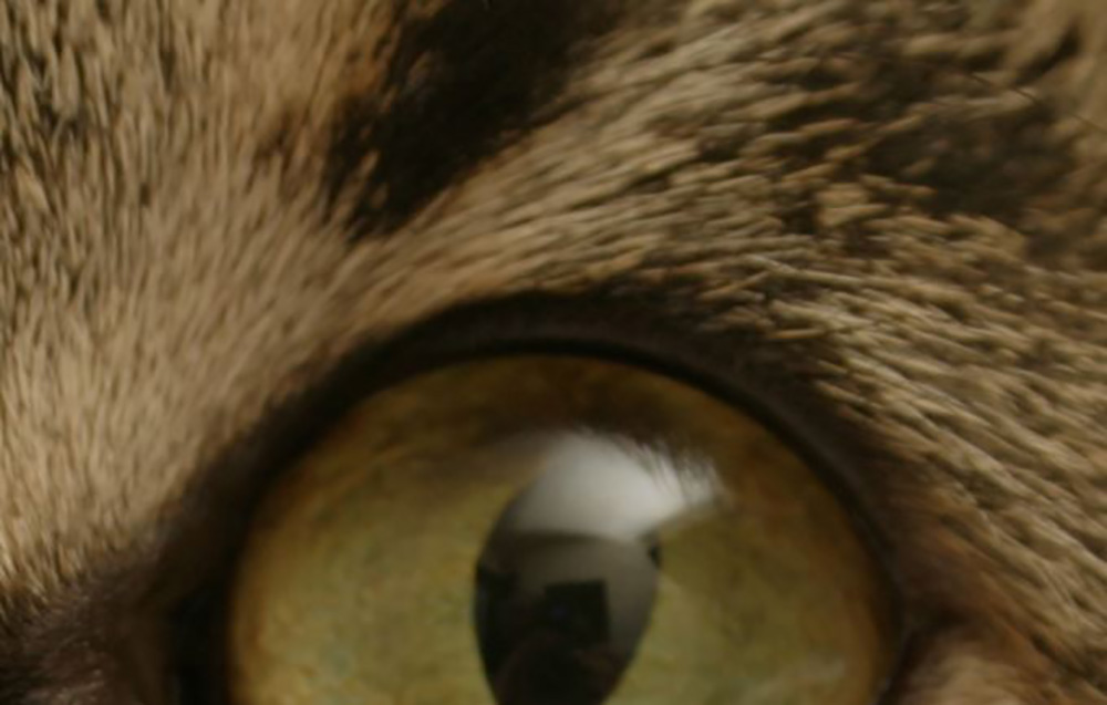 All Animal Eye Services Vet Suppliers Directory