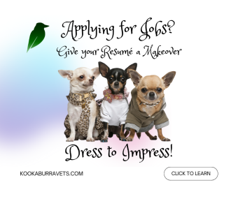 3 chihuahuas in dress up with link to resume article
