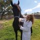 Equine Animal Dermatology