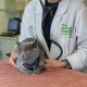 The Animal Hospital