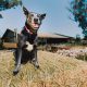 The Animal Hospital